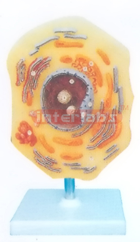 CELL STRUCTURC MODEL